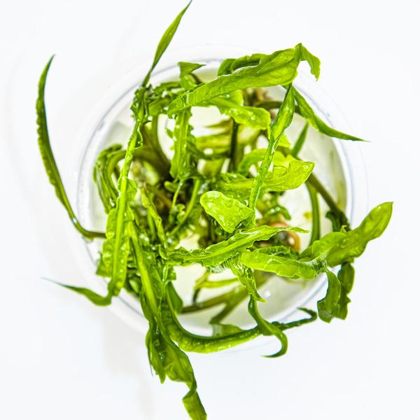 Cryptocoryne crispatula